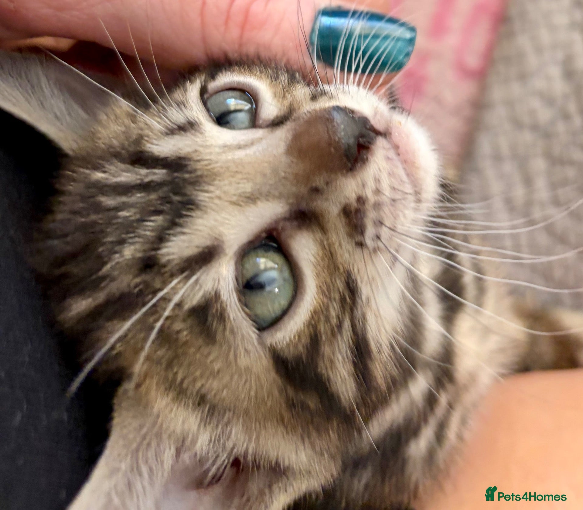 Bengal cats 4 gorgeous female Bengal kittens ready to reserve - Advert 1