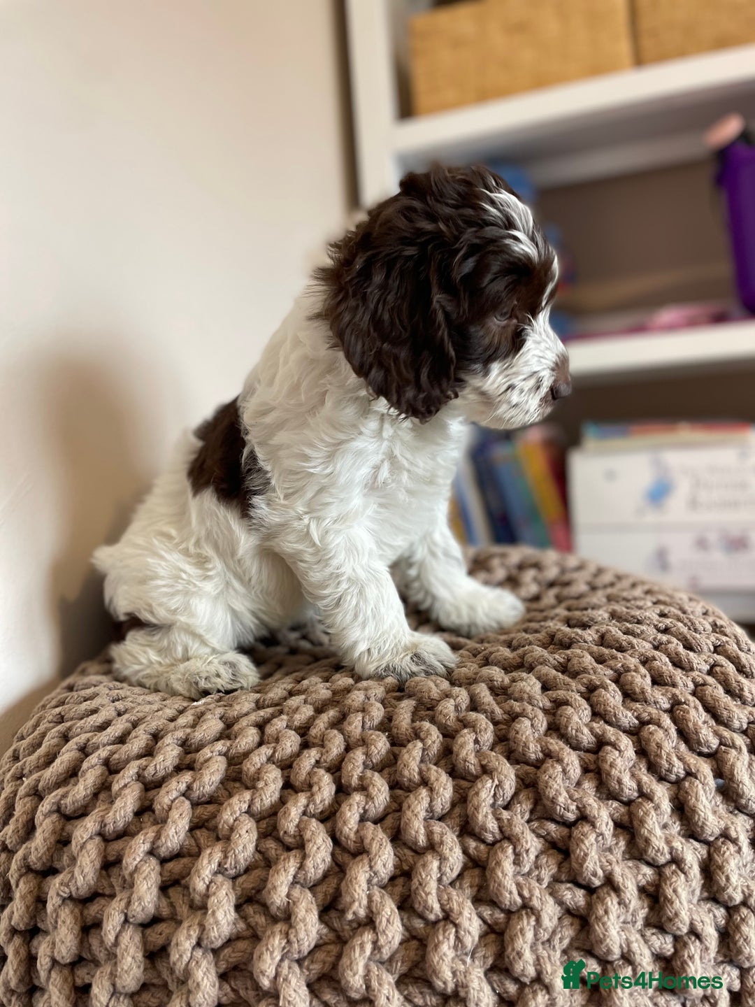 Mixed Breed dogs for sale: Australian Goldendoodles stunning BOYS ONLY   - Image 7