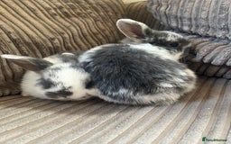Mini Lop rabbits for sale: Mini Lop Babies  - Image 5