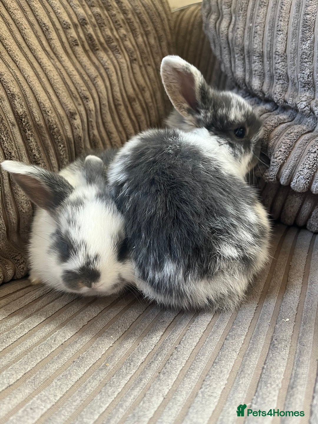 Mini Lop rabbits for sale: Mini Lop Babies  - Image 5