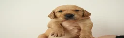 Golden Retriever dogs for sale: Beautiful litter working line golden retrievers in Sheffield - Advert 13