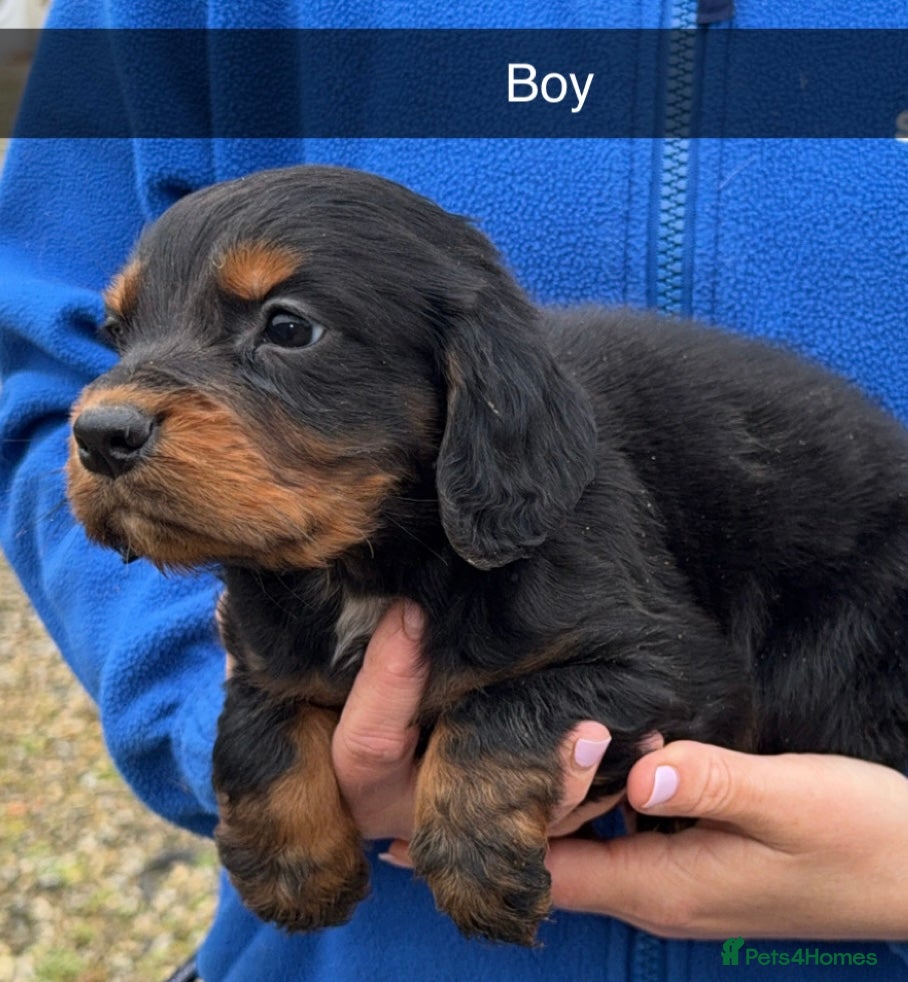 Cocker Spaniel dogs Cocker spaniel puppies  - Advert 2