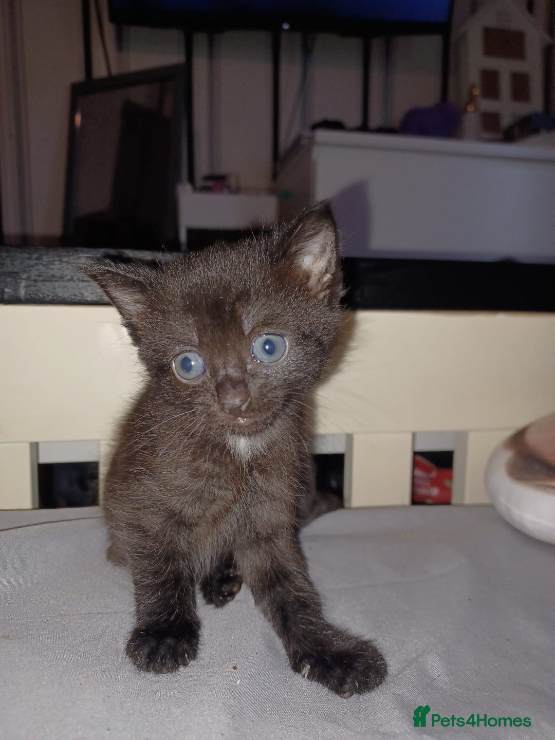 Mixed Breed cats for sale: Kittens for sale - Advert 7