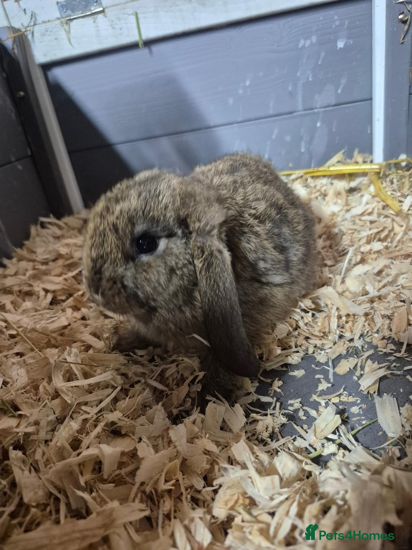 Mini Lop rabbits 8 week old mini lop rabbits for new home  - Advert 2
