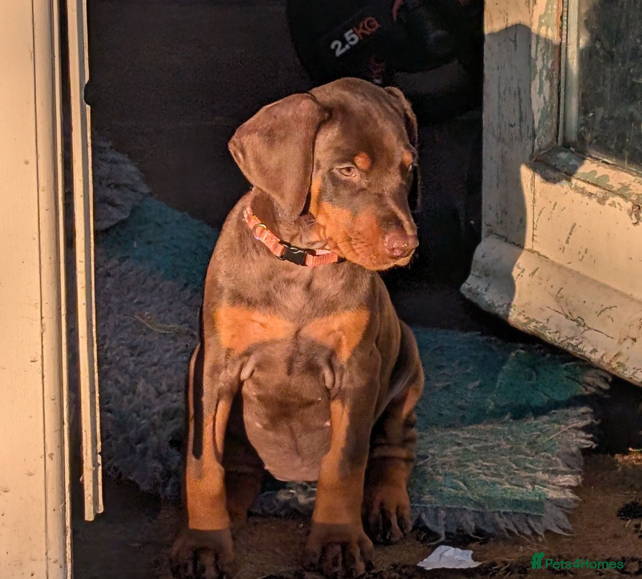 Dobermann dogs KC REGISTERED DOBERMANN PUPS – EXCEPTIONAL LITTER - Advert 1