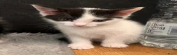 Mixed Breed cats for sale: Kittens for sale  in Beckenham - Advert 5