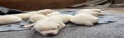 Japanese Akita Inu dogs for sale: Japanese Akita Inu Puppies - Advert 5