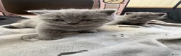 British Shorthair cats for sale: Gorgeous British Shorthair Kittens🐾💙 - Advert 8