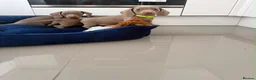 Miniature Dachshund dogs for sale: Miniature Dachshund Puppies in Bradford - Advert 5