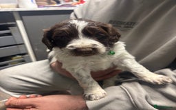 Mixed Breed dogs for sale: Spaniel puppies - Advert 9