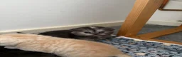 Scottish Fold cats for sale: Adorable 5 Scottish Fold Kittens - Advert 18