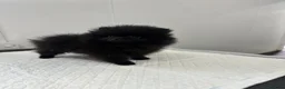 Pomeranian dogs for sale: Beautiful Petite Teddy Bear Faced Girl  - Advert 9