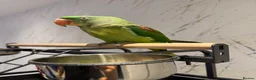 Parrots birds for sale: 6 month Baby Alexandrine  in Newport - Advert 6