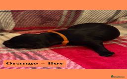 Goldador dogs for sale: Goldador puppies - Image 10