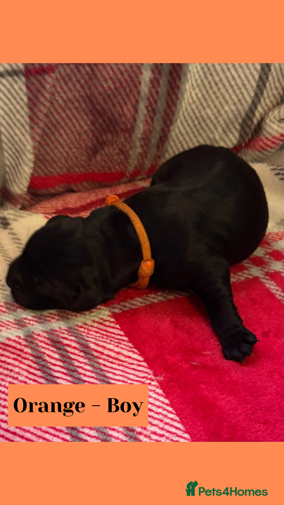 Goldador dogs for sale: Goldador puppies - Image 10