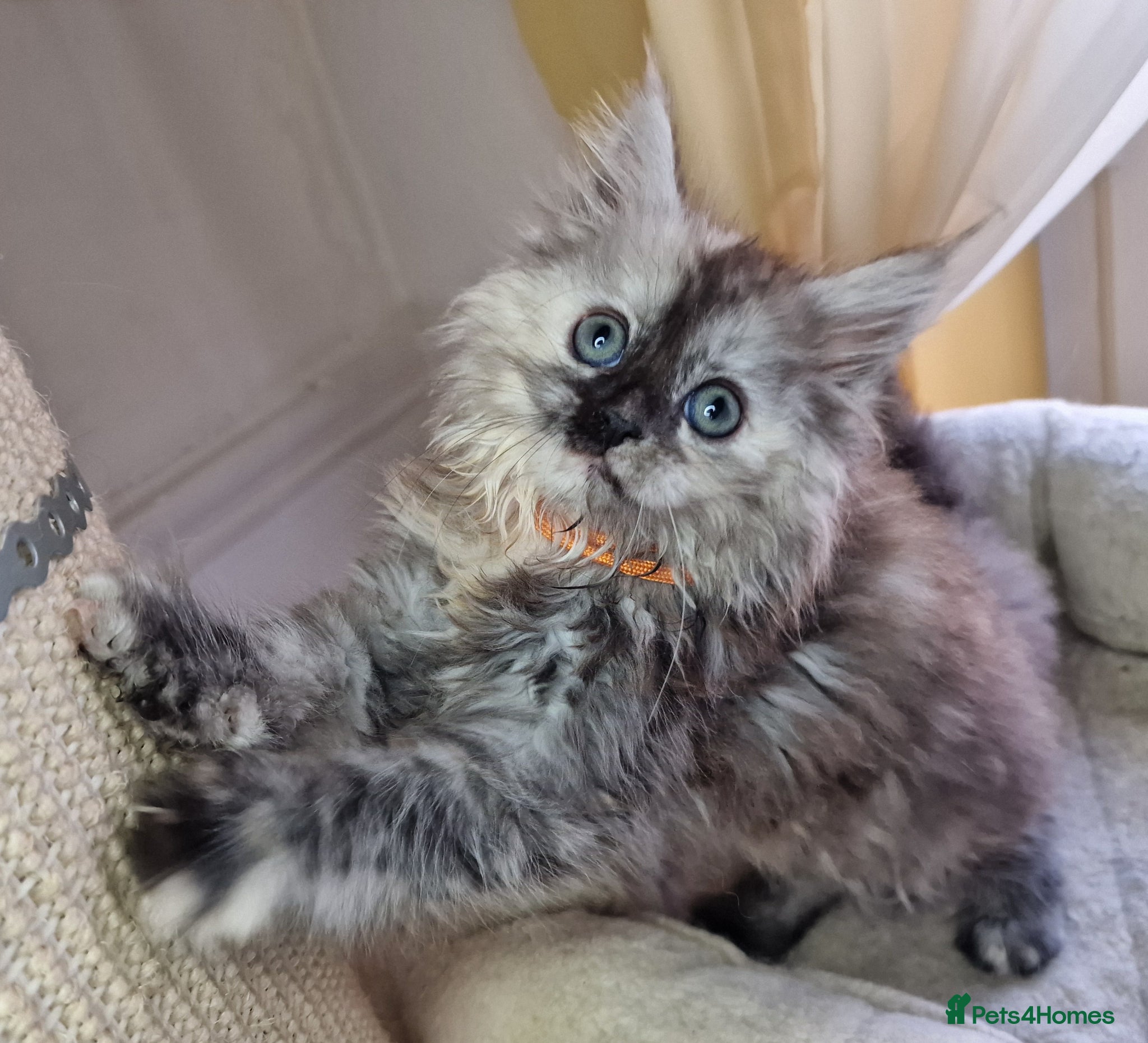 Maine Coon Kitten 7
