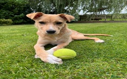 Mixed Breed dogs for adoption: Ruby  - Image 7