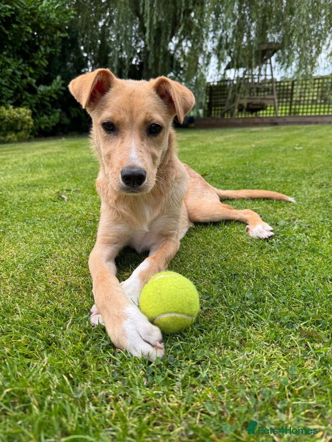 Mixed Breed dogs for adoption: Ruby  - Image 7