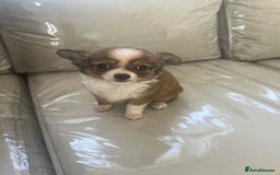 Chihuahua dogs for sale: Beautiful boy chihuahuas  - Image 5