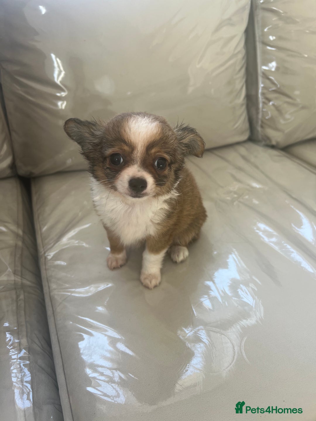Chihuahua dogs for sale: Beautiful boy chihuahuas  - Image 5