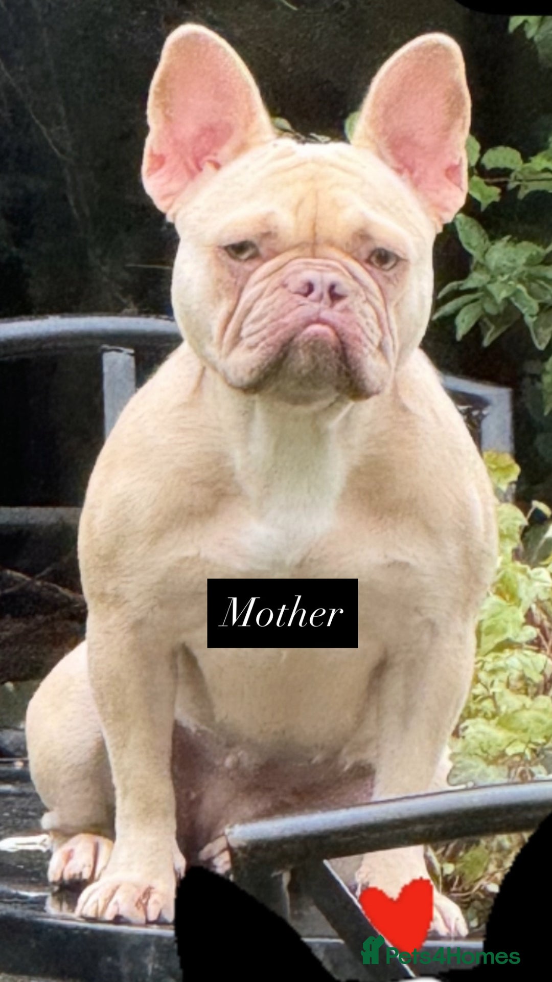 Mixed Breed dogs for sale: Beautiful French Bulldog x Shih Tzu Pups  - Image 6