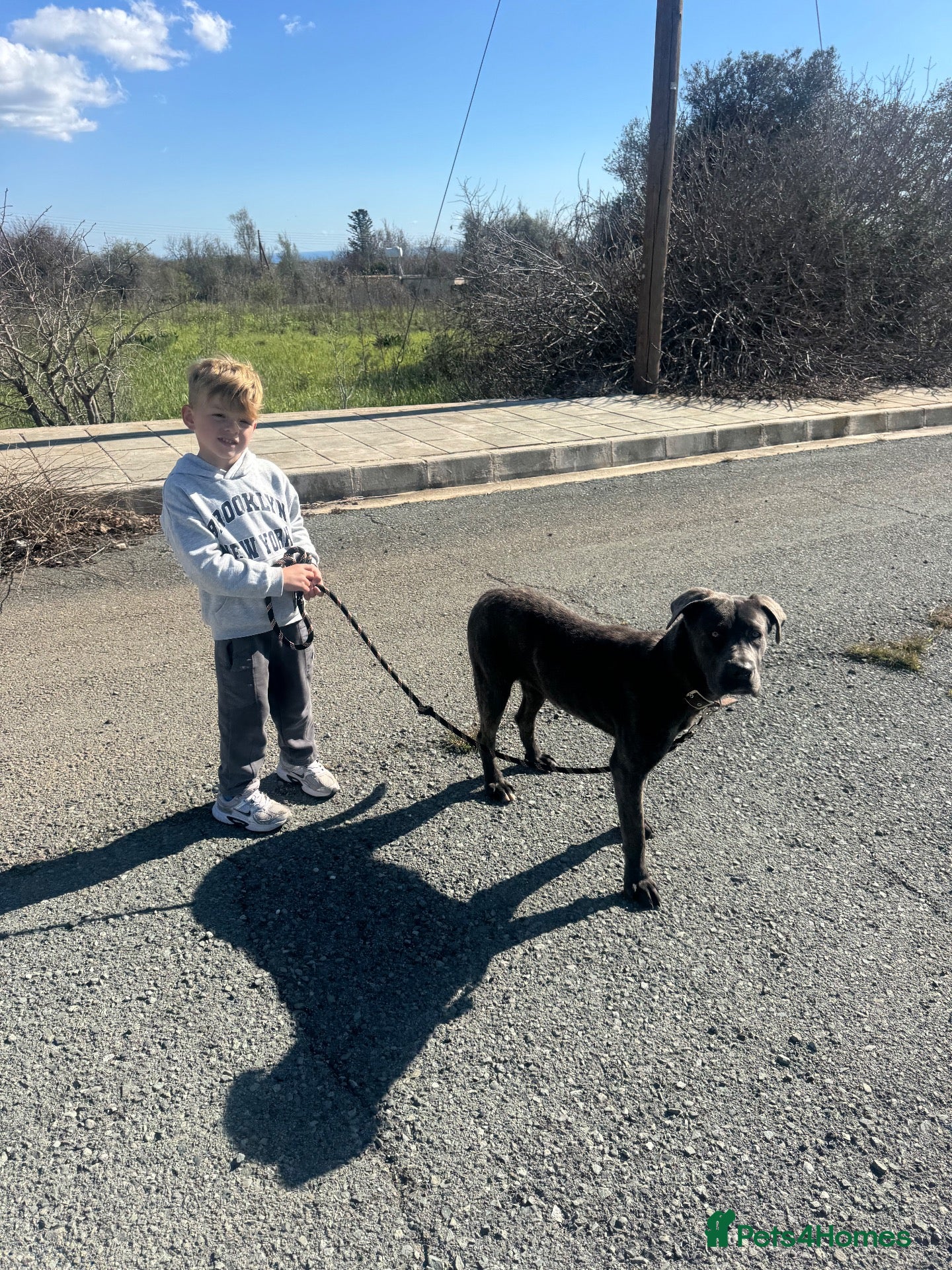 Cane Corso dogs Cane Corso 3 years old  - Advert 2