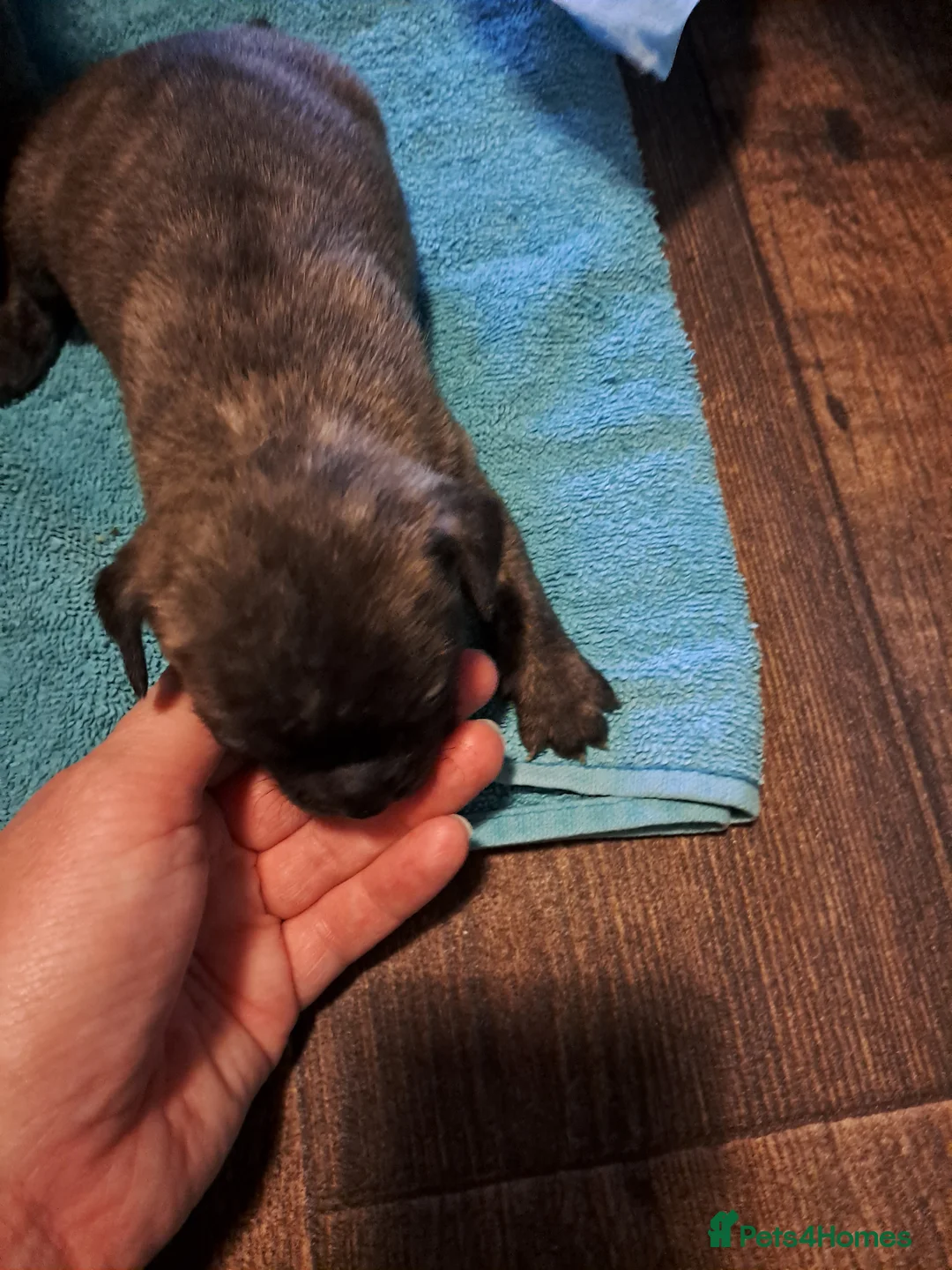 Mixed Breed dogs for sale: 8 puppies for sale - Advert 4