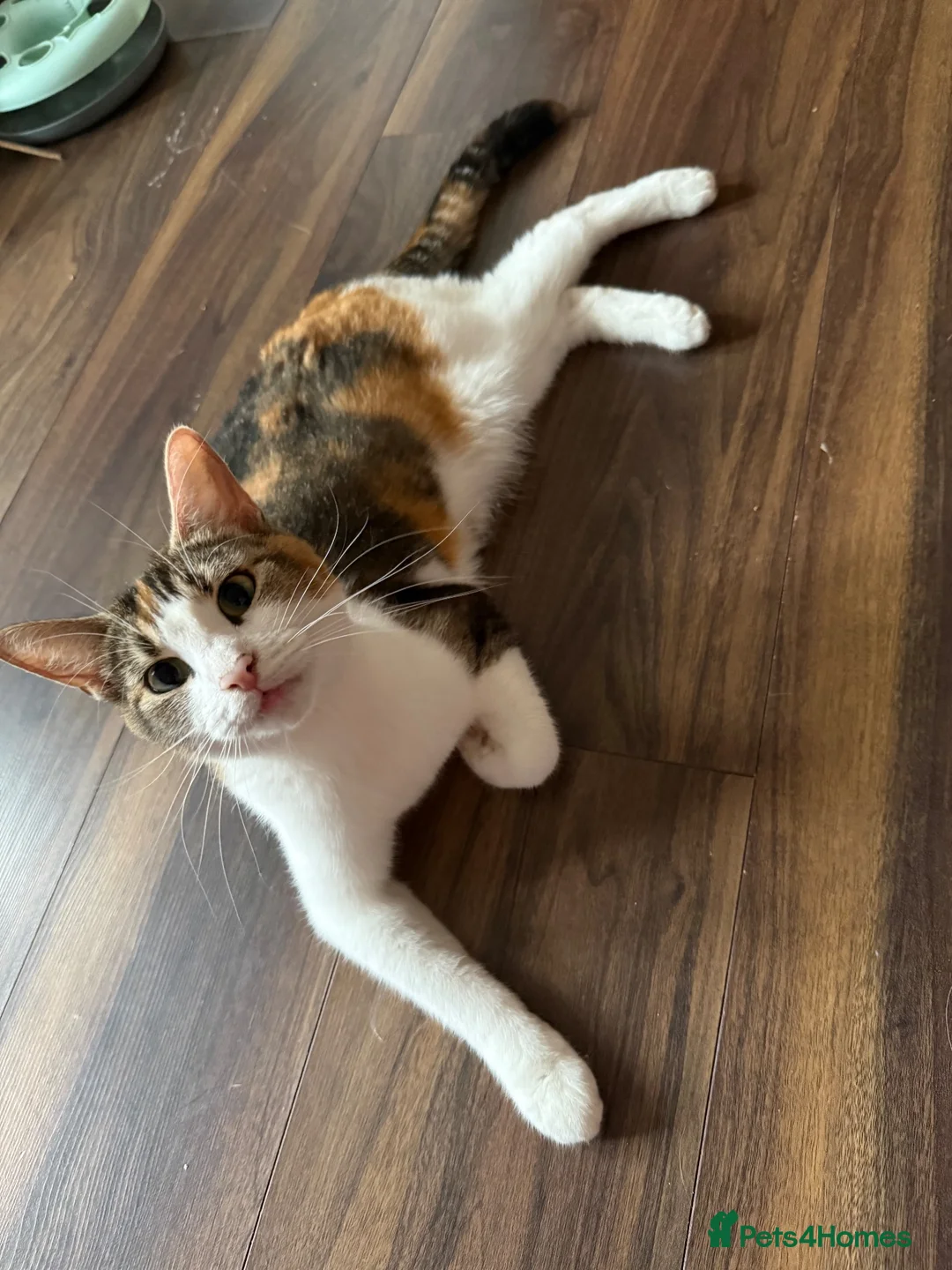 Mixed Breed cats for sale: Kittens for sale‼️ - Advert 1