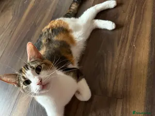 Mixed Breed cats ‼️Ready to go‼️ - Advert 1