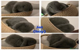 Mini Lop rabbits for sale: Beautiful mini lops x 9 - Image 6