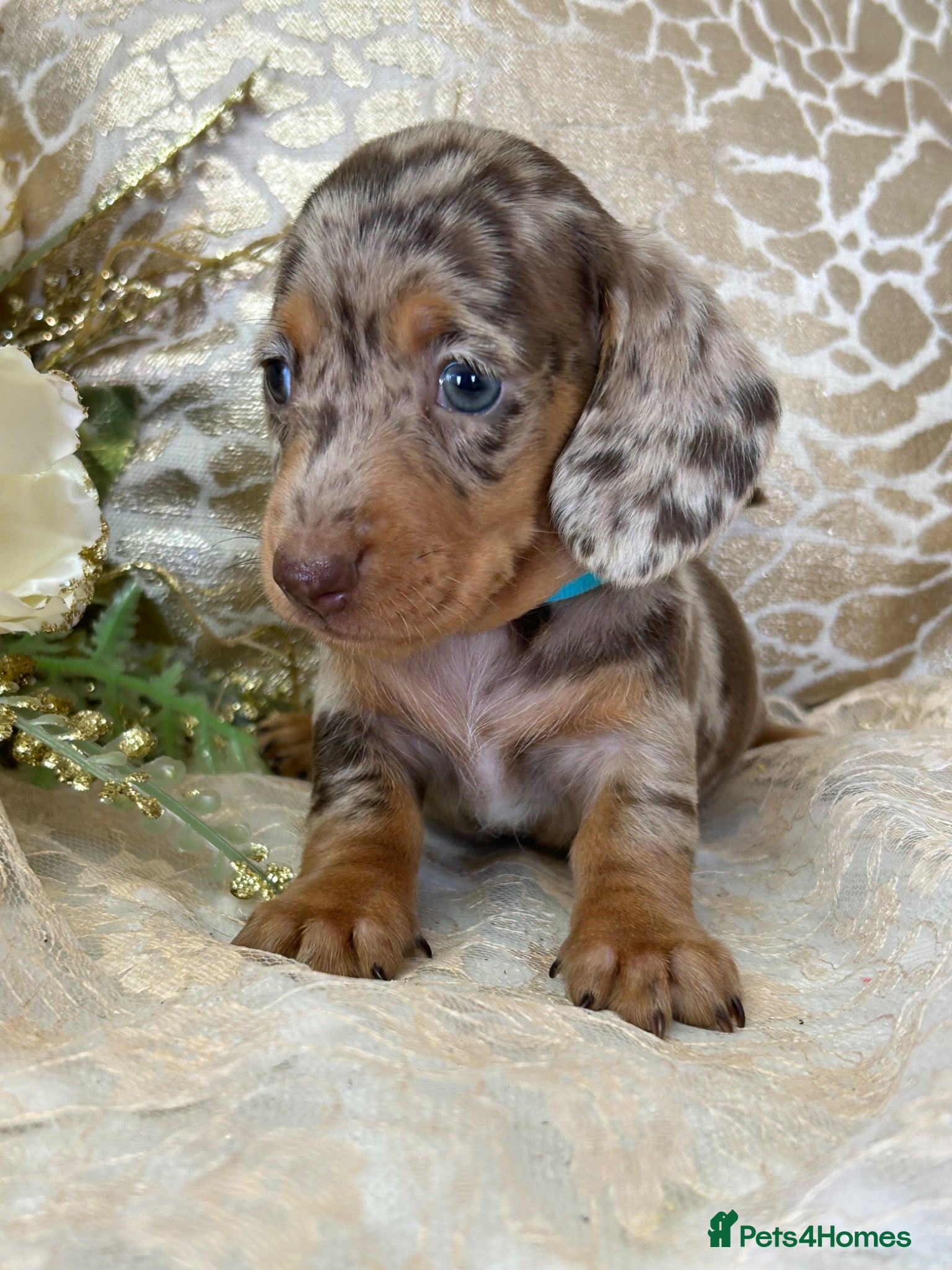 Miniature Dachshund dogs KC Miniature Smooth Coat Puppies - Advert 1
