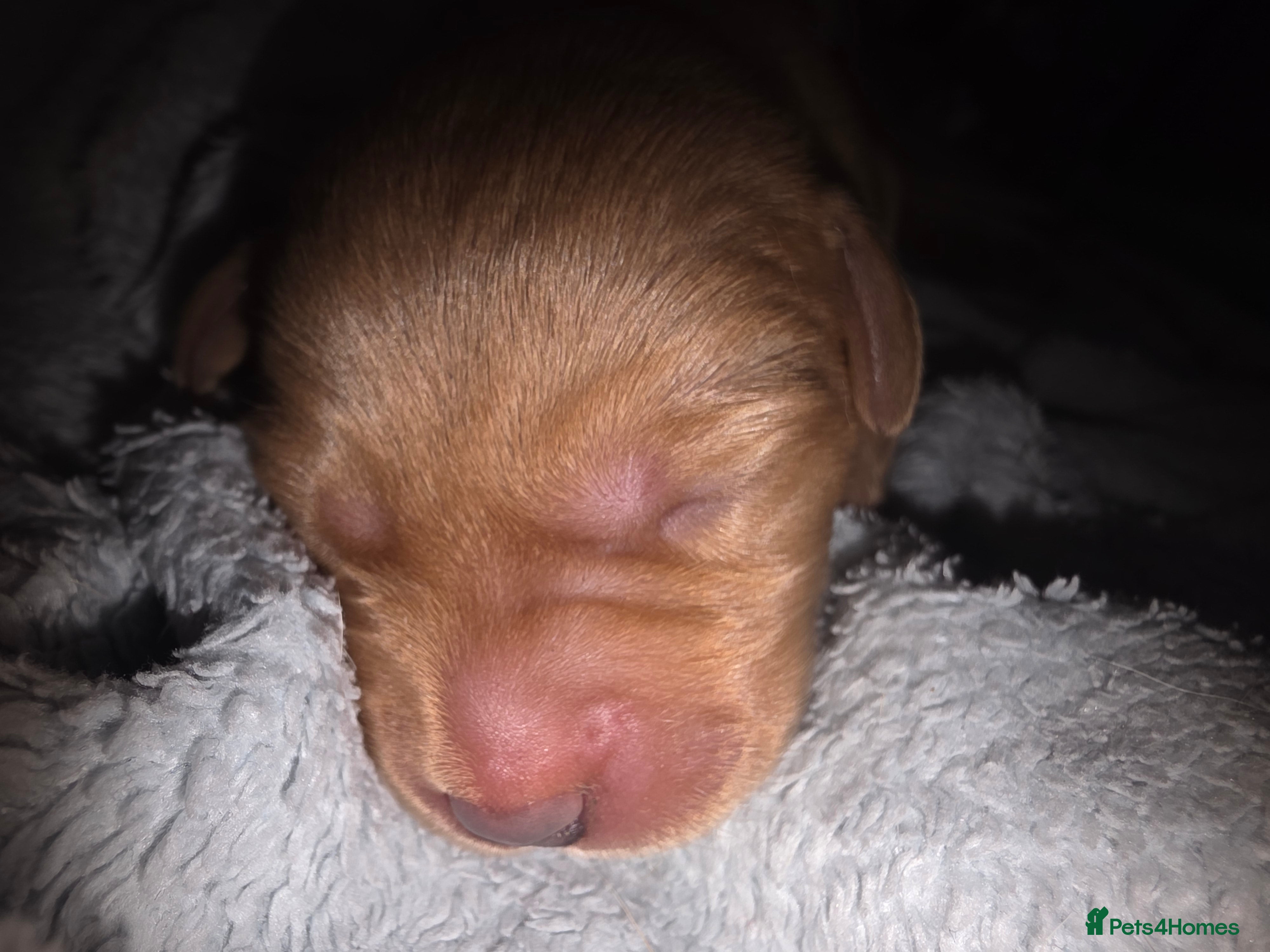 Labrador Retriever dogs for sale: 7 perfect plump little Red Labrador puppies - Advert 16