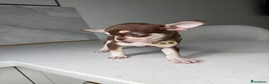 Chihuahua 1