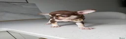 Chihuahua dogs for sale: PocketSized Sweethearts Adorable Chihuahua Puppies - Advert 7