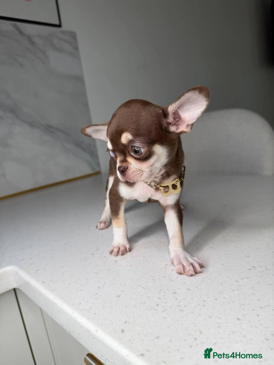 Chihuahua dogs for sale: PocketSized Sweethearts Adorable Chihuahua Puppies - Advert 7