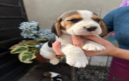 Beagle dogs for sale: Beagle puppies ready soon💕 - Image 7