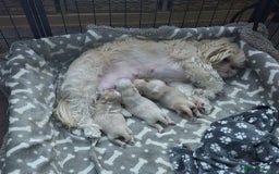 Shih Tzu dogs for sale: Imperial shih tzus 2 beautiful boys  - Image 3