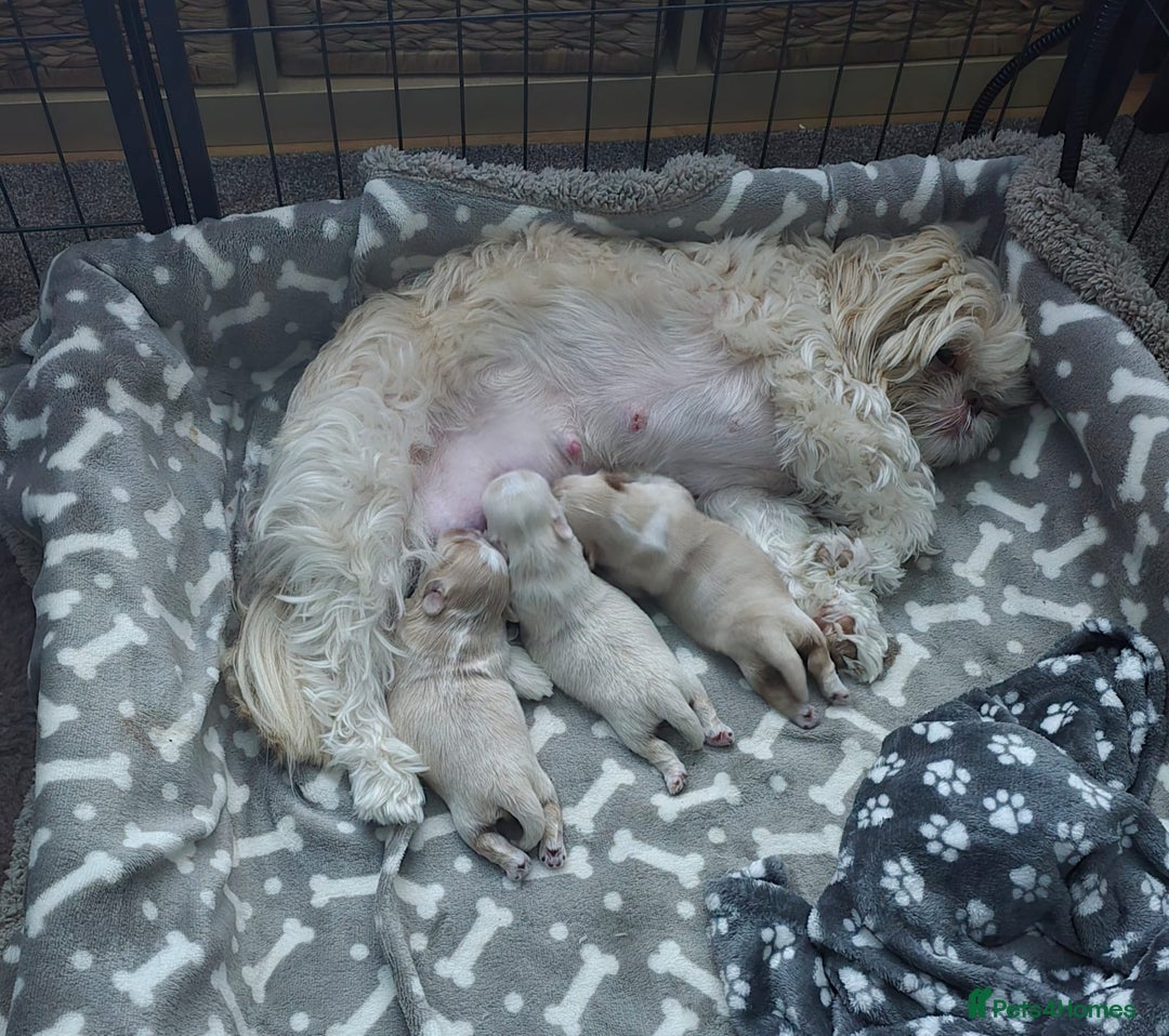 Shih Tzu dogs for sale: Imperial shih tzus 2 beautiful boys  - Image 3