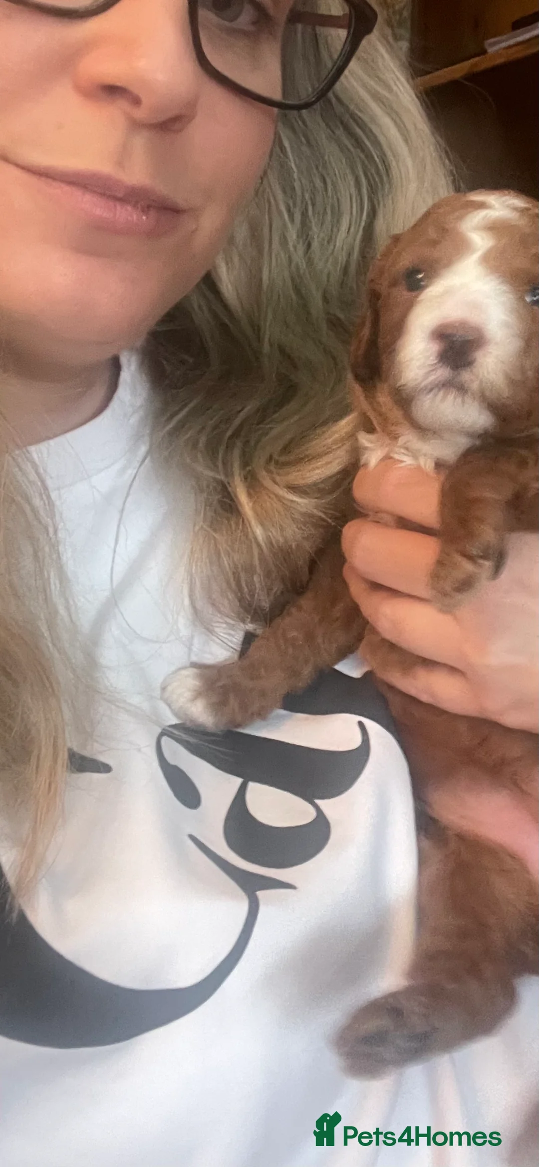 Cockapoo dogs for sale: X3 f1b cockapoo puppies  - Advert 24