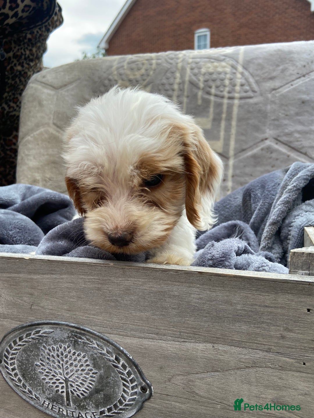 Cockapoo dogs for sale: Cockapoo puppies  - Image 11