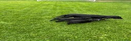 Sprocker dogs for sale: Two Black Sprockers - Advert 7