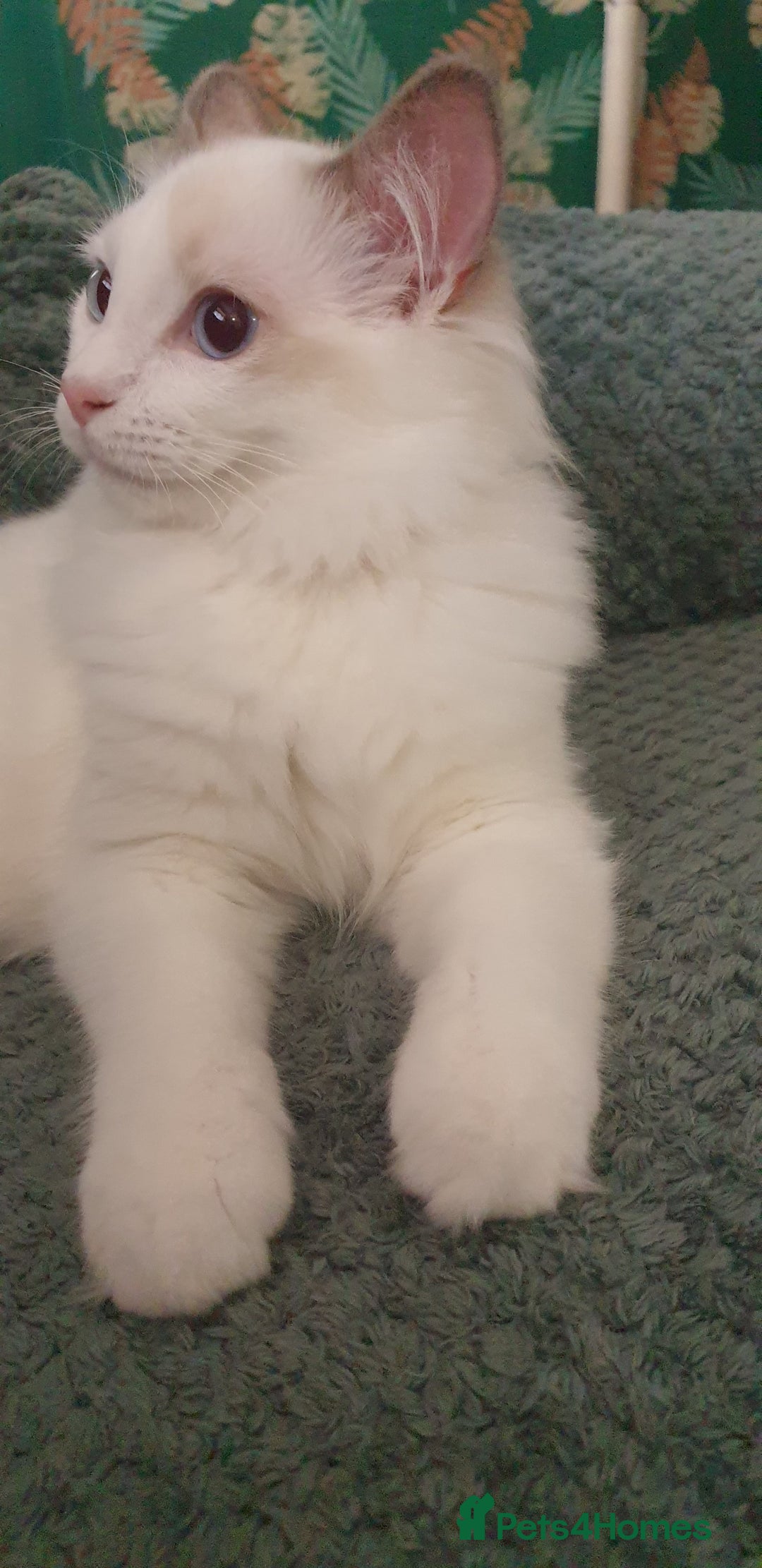 Ragdoll cats for sale: GCCF LILAC BI-COLOUR BOY - Image 4