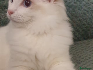 Ragdoll cats - Advert 24