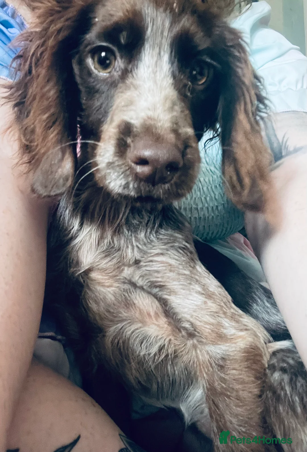 Cocker Spaniel dogs for sale: Beautiful girl seeking forever home  - Advert 1