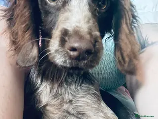 Cocker Spaniel dogs Beautiful girl seeking forever home - Advert 1