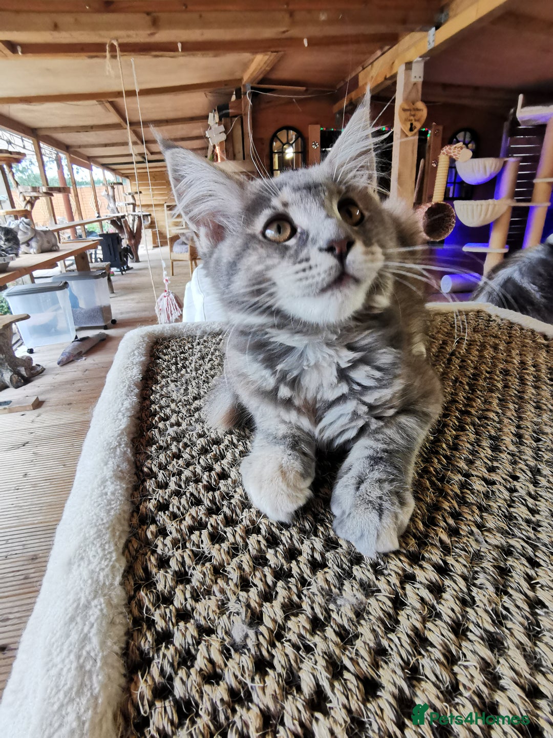 Maine Coon cats for sale: Full pedigree maine coon kittens for sale - Image 8