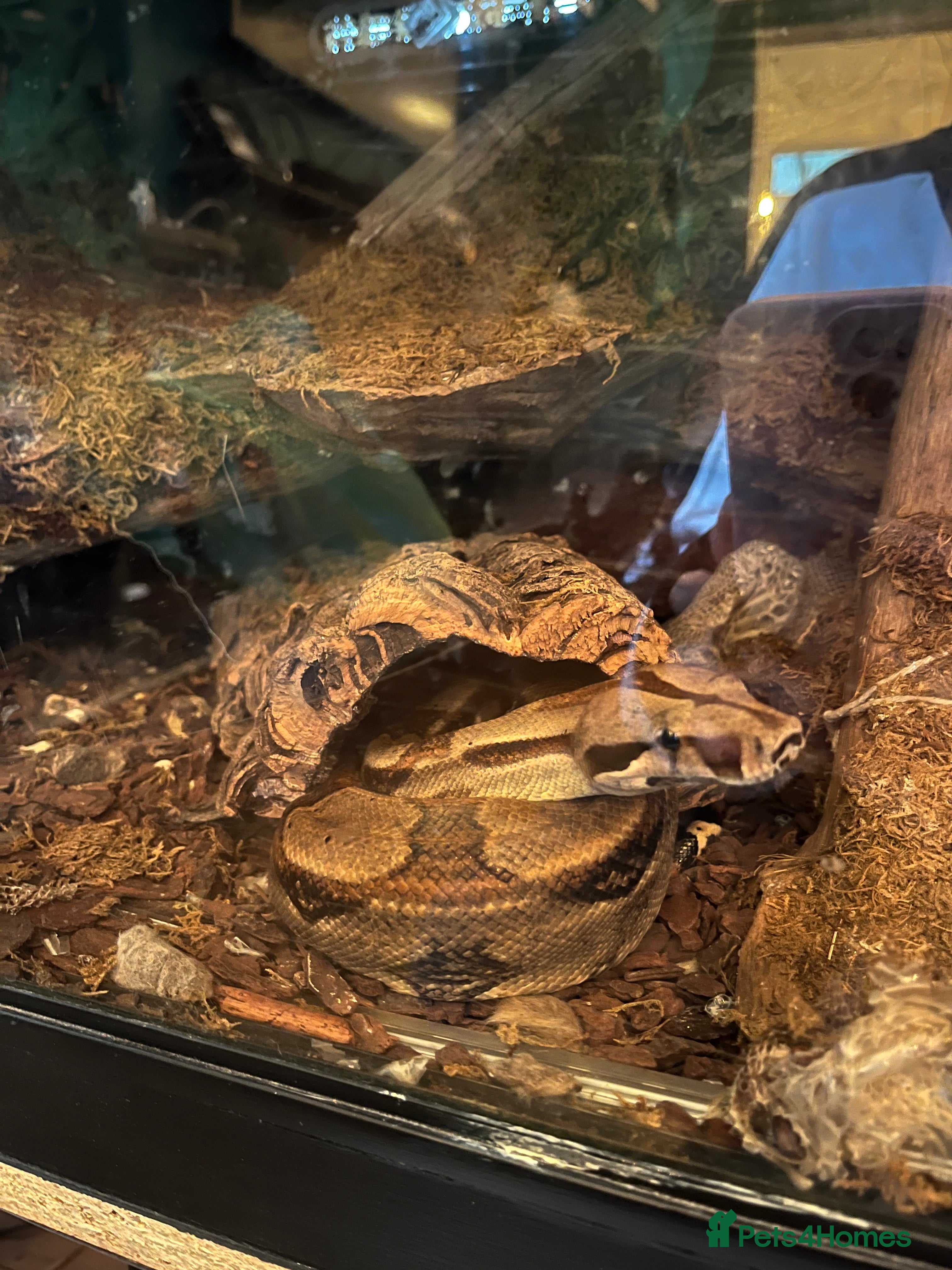 Boa Snake reptiles Common boa    - Advert 1