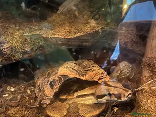 Boa Snake reptiles Common boa - Advert 1