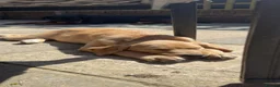 Labrador Retriever dogs for sale: Golden Labrador girl  in Etchingham - Advert 6