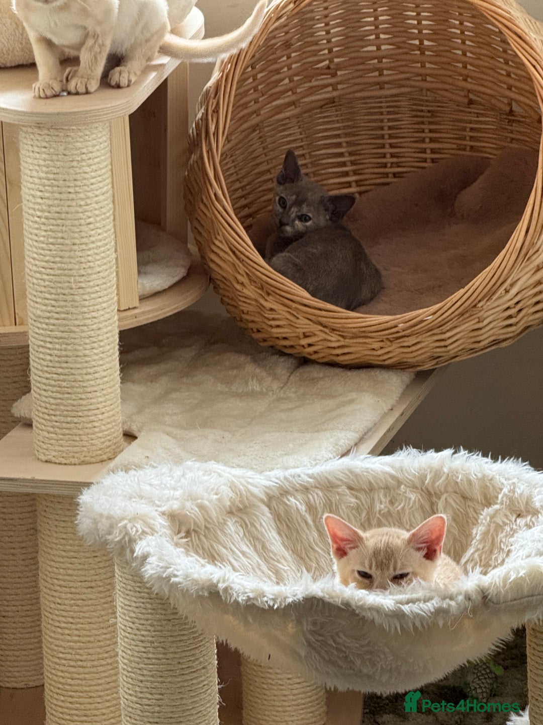 Burmese cats for sale: A fantastic litter of 7 Burmese babies  - Image 30